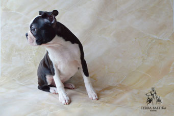 бостон терьер, бостонский терьер, boston terrier, бостон, щенки бостона, питомник бостоновбостон терьер, бостонский терьер, boston terrier, бостон, щенки бостона, питомник бостонов