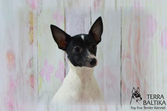 #тойфокстерьер #амертой #террабалтика #toyfoxterrier #terrabaltika #puppies #kennel