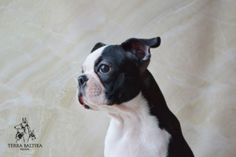 бостон терьер, бостонский терьер, boston terrier, бостон, щенки бостона, питомник бостоновбостон терьер, бостонский терьер, boston terrier, бостон, щенки бостона, питомник бостонов