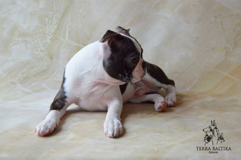 бостон терьер, бостонский терьер, boston terrier, бостон, щенки бостона, питомник бостонов