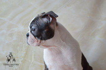 бостон терьер, бостонский терьер, boston terrier, бостон, щенки бостона, питомник бостонов