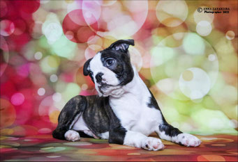 бостон терьер, бостонский терьер, boston terrier, бостон, щенки бостона, питомник бостонов
