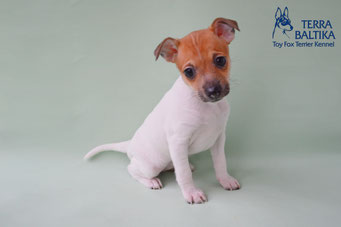 #тойфокстерьер #амертой #террабалтика #toyfoxterrier #terrabaltika #puppies #kennel #маленькаясобака #минипорода #маленькаяпородасобак #собачканамаленькихножках #американскийтойфокстерьер #тойфокс #americantoyfoxterrier