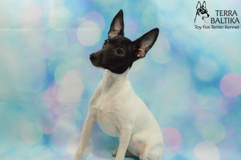 #тойфокстерьер #амертой #террабалтика #toyfoxterrier #terrabaltika #puppies #kennel