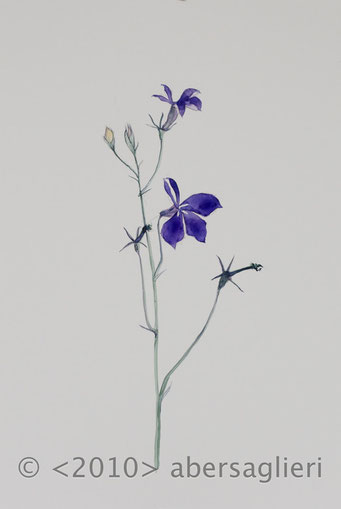 Lobelia, watercolor on paper, 7"x9", 2010