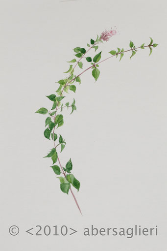 Origanum dictamnus, watercolor on paper, 7"x9", 2010