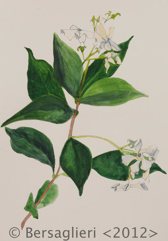 Trachelospermum jasminoides, watercolor on paper, 7"x9", 2012