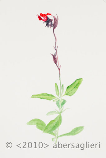 Salvia splendens, watercolor on paper, 7"x9", 2010