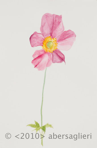 Anemone Hybrida, watercolor on paper, 7"x9", 2010