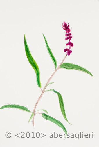 Salvia leucantha, watercolor on paper, 7"x9", 2010