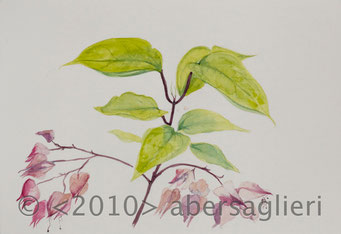 Clerdendrum thomsoniae (fall), watercolor on paper, 7"x9", 2010