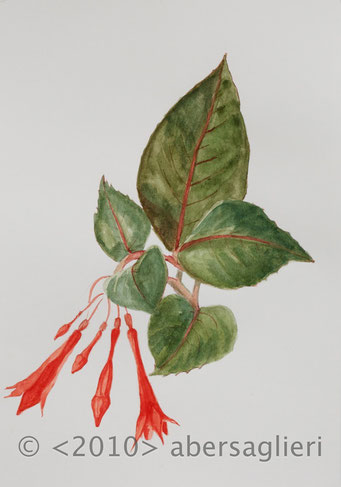 Fuschia hybrida, watercolor on paper, 7"x9", 2010