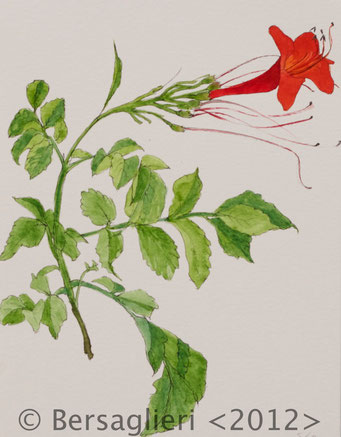 Campsis radicans, watercolor on paper, 7"x9", 2012
