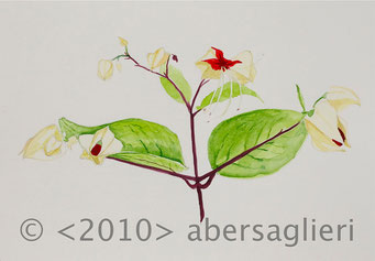 Clerdendrum thomsoniae (summer), watercolor on paper, 7"x9", 2010