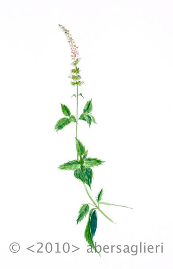 Menta spicata, watercolor on paper, 7"x9", 2010