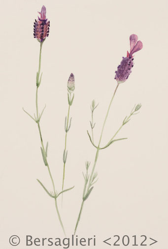 Lavandula stoechas, watercolor on paper, 7"x9", 2012