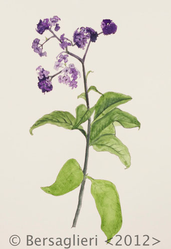 Heliotropium arborescens, watercolor on paper, 7"x9", 2012