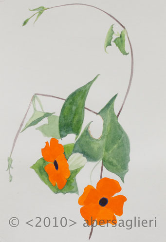 Thunbergia alata, watercolor on paper, 7"x9", 2010