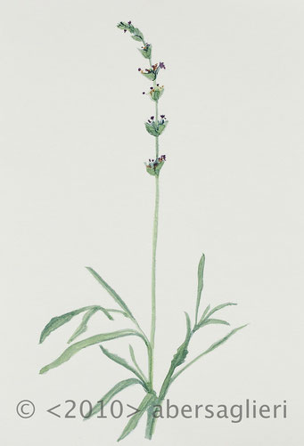 Lavandula angustifolia, watercolor on paper, 7"x9", 2010