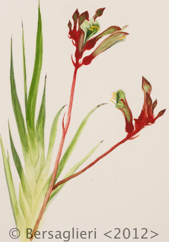 Anigozanthos, watercolor on paper, 7"x9", 2012