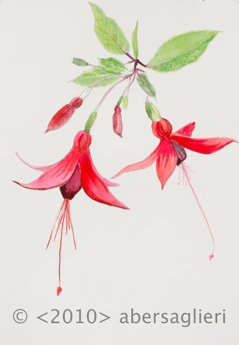 Fuschia hybria, single, watercolor on paper, 7"x9", 2010
