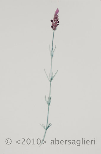 Lavandula, watercolor on paper, 7"x9", 2010