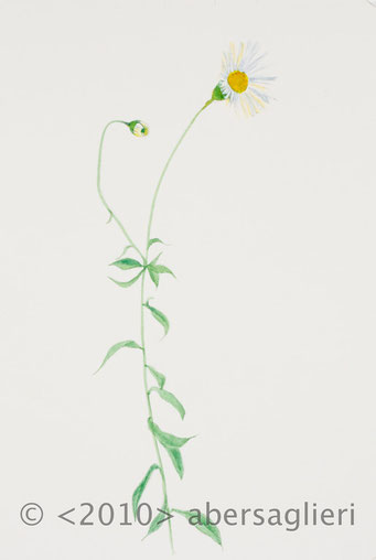 Erigeron karvinskianus, watercolor on paper, 7"x9", 2010