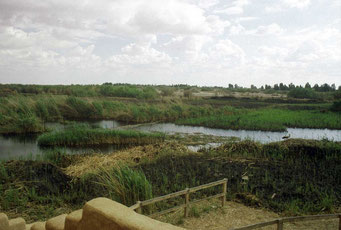 Azraq Wetland midden in de dorre woestijn in het nooroosten