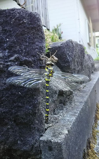 我が家に今年初めてのオニヤンマが誕生しました。　　西郷地区公民館