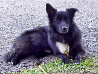 Ciccio, Border Colli-Australians Shepherd Mix