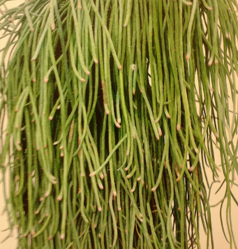 LEE KWANG-HO, Cactus no. 37, 2009, Oil on canvas, 227,3x181,8 cm, Private Collection (Saatchi Gallery, while I was on holiday in London, 2012)