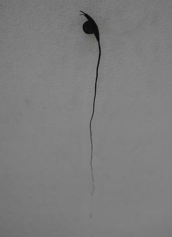 A snail on a ceiling of the GAM, Torino