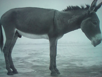 MARINA ABRAMOVIC "Confession", 2010 (The Cleaner, Palazzo Strozzi - Firenze, September 2018)