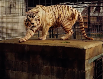 TARYN SIMON (white tiger)