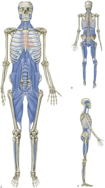 Muskelkette: Tiefe Frontallinie. Der Körper hängt in muskulären Ketten zusammen. Diese starten oder enden teilweise am Fuß 