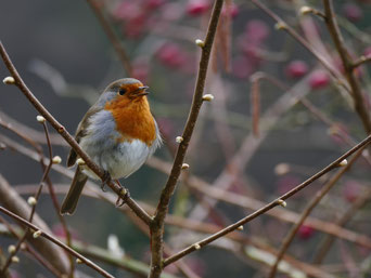 Auch das Rotkehlchen ist ein begabter Sänger (Bild: A. Reich)