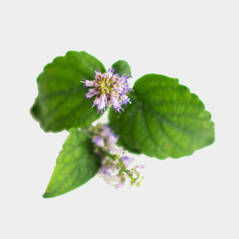 Picture Leaves and flowers Patchouli