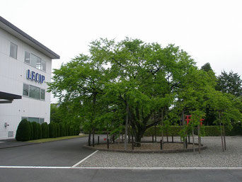 植物のマルチングに(本巣市.LECIP様)
