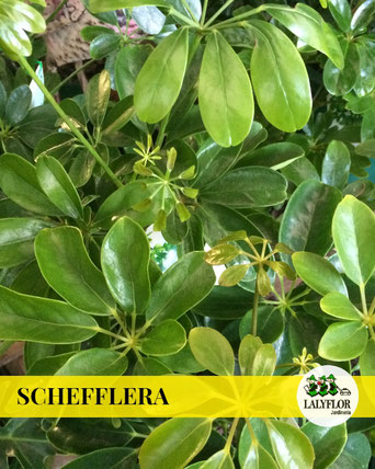 SCHEFFLERA EN TENERIFE