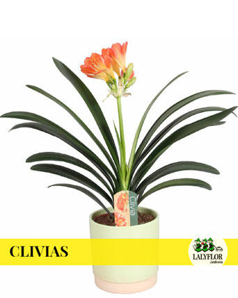 CLIVIAS EN TENERIFE