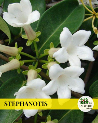 STEPHANOTIS EN TENERIFE