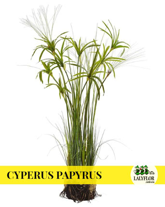 CYPERUS PAPYRUS EN TENERIFE