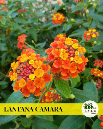 LANTANA CÁMARA EN TENERIFE