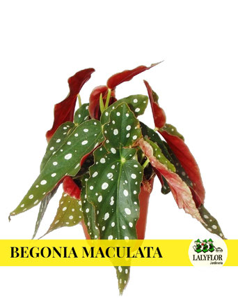 BEGONIA MACULATA EN TENERIFE