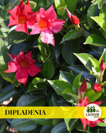 DIPLADENIA EN TENERIFE