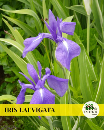 IRIS LAEVIGATA EN TENERIFE