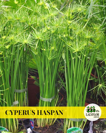 CYPERUS HASPAN EN TENERIFE