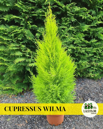 CUPRESSUS WILMA EN TENERIFE