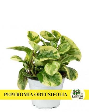 PEPEROMIA OBTUSIFOLIA EN TENERIFE