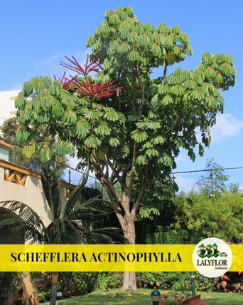 SCHEFFLERA ACTINOPHYLLA EN TENERIFE